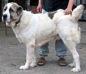 Kapitolina Saksoniya | Central Asian Shepherd Dog 
