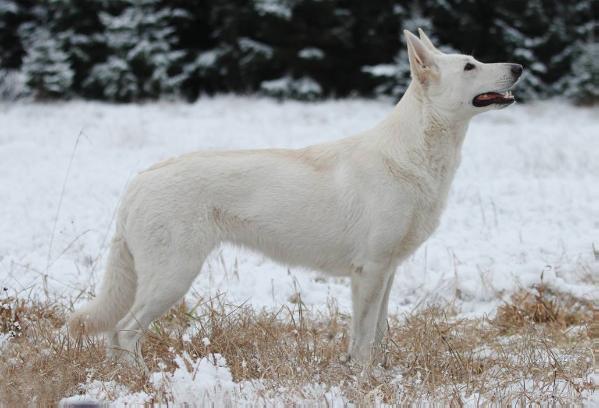 Kustom Karake's True Banshee Queen | White Swiss Shepherd Dog 