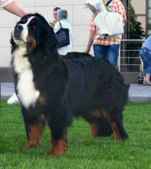 Terra De Bern Sharlotta | Bernese Mountain Dog 
