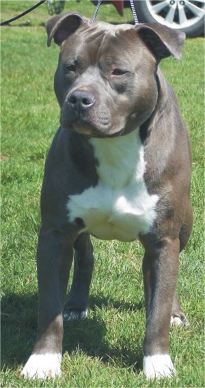 Staffwild Iron Horse | American Staffordshire Terrier 
