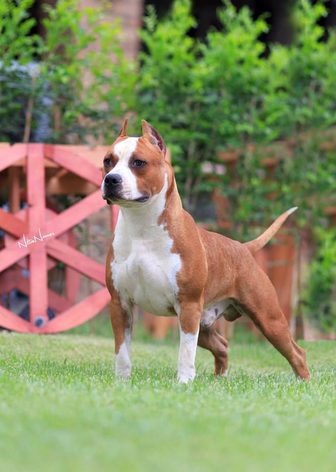 Amstaff Camarilha Loras Tyrell "Buakaw" | American Staffordshire Terrier 