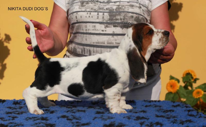 NIKITA DUDI DOG`S | Basset Hound 