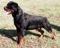 Raudi von Burgthann | Rottweiler 