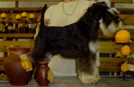 Fifty-Fifty CHJ Von Portenschlag | Miniature Schnauzer 