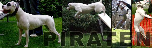 Blocky Bulldogs Piraten of Bullhead | American Bulldog 
