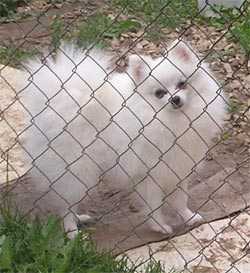 White Ledi Iz Doma Kinsht | Pomeranian 