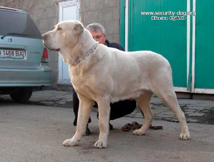 Akbaiy | Central Asian Shepherd Dog 