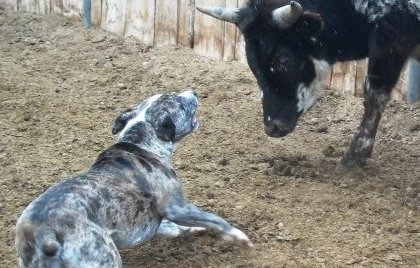 Wilson's Stella | Catahoula Leopard Dog 