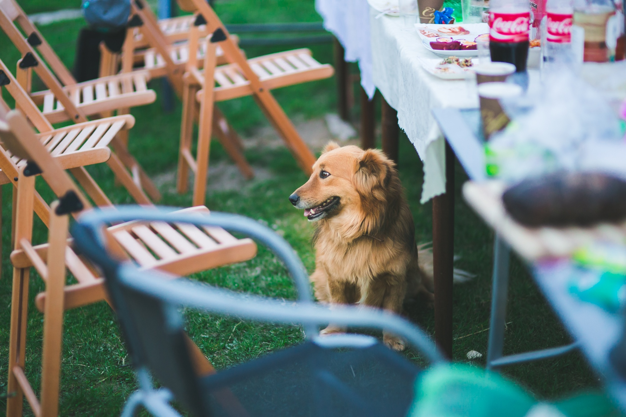 Dog at a party