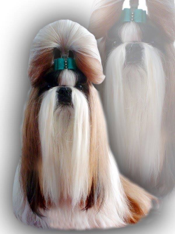 PAR D´ELLAS CASINOVA | Shih Tzu 