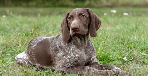 German Shorthaired Pointer