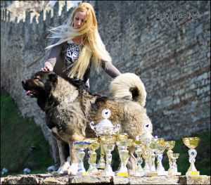 Zira | Caucasian Mountain Dog 