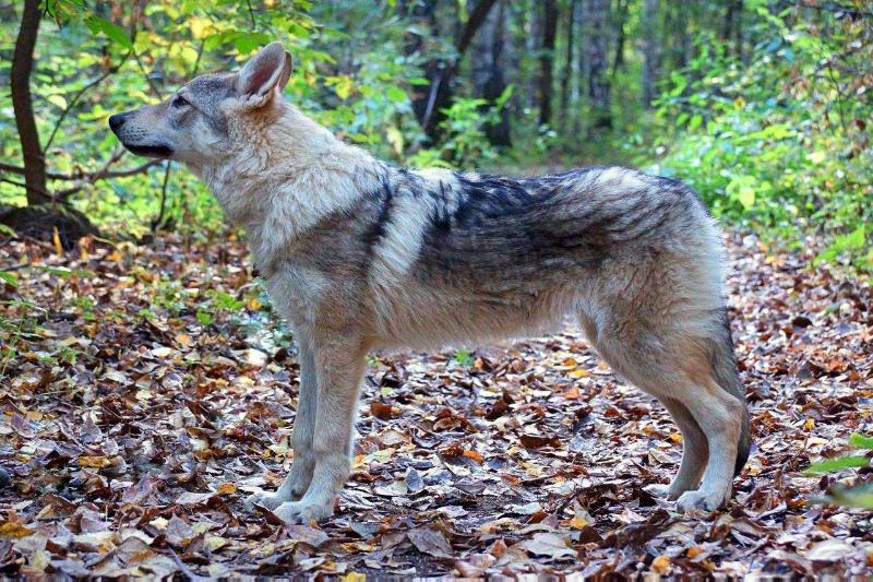 DEMETRA IZ VITAIRII | Czechoslovakian Wolfdog 