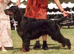 Rice Creek Basicly Chaparral | Gordon Setter 