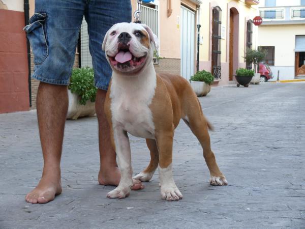 Starbulldog Sparrow | American Bulldog 