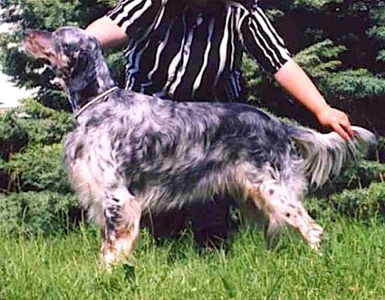 Heureka Vespa Frederic | English Setter 