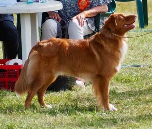 Pikkinokka's Rebel Flag | Nova Scotia Duck Tolling Retriever 