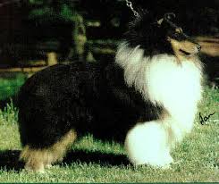 Macdega Evergreen | Shetland Sheepdog 