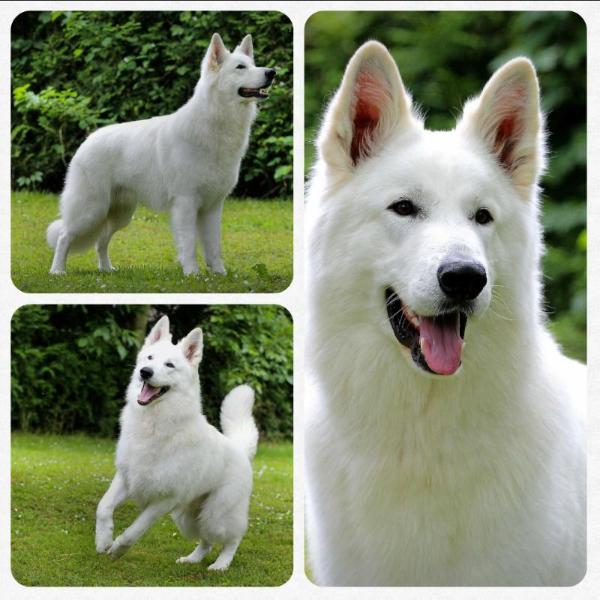 Charming Casanova Les Trois Baisers | White Swiss Shepherd Dog 