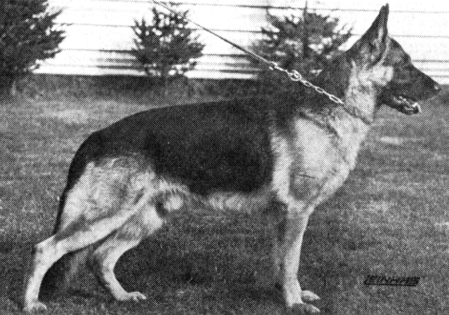 Kazan vom Anger | German Shepherd Dog 