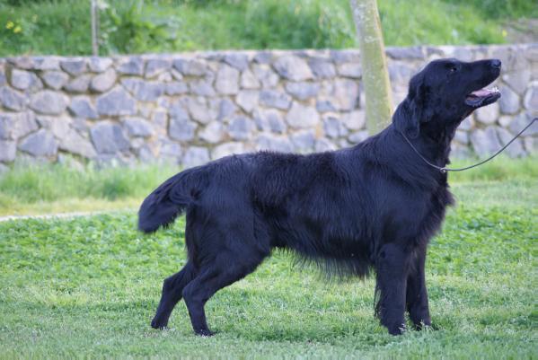 Gaston De Rio Nevado | Flat-Coated Retriever 