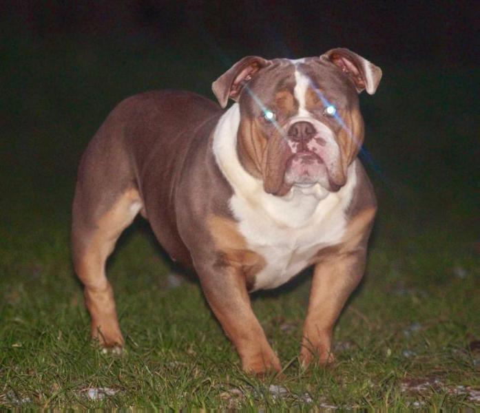 Ironhand's Viper | Olde English Bulldogge 