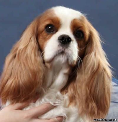 Angel's Pride Next Top Model | Cavalier King Charles Spaniel 