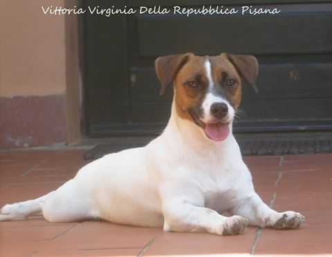 Vittoria Virginia Della Repubblica Pisana | Jack Russell Terrier 