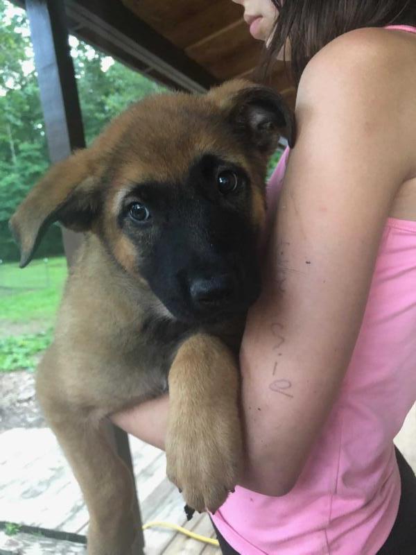 Shenandoah Echo | Dutch Shepherd 