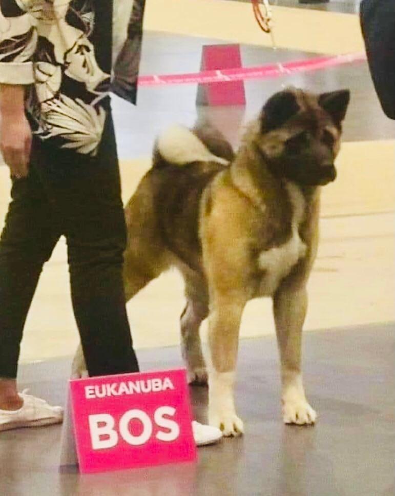 Don Henryko (FCI) Della Modesty Makes Viktory | Akita 