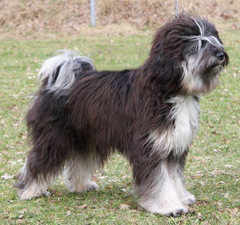 O' JJ JAMBEYANG SI SI VON JAGALAA | Tibetan Terrier 