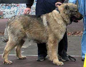 Kavkazskoy Natsionalnosti Zheneva | Caucasian Mountain Dog 