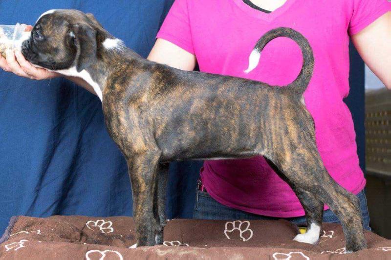 Dakri's Ama La Vita | Boxer 