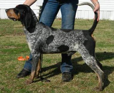 Evenstar's All Nighter | Bluetick Coonhound 