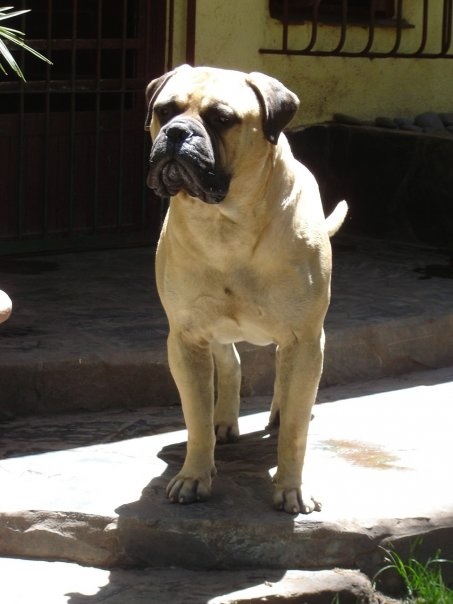 Minas Anor's Budha | Bullmastiff 