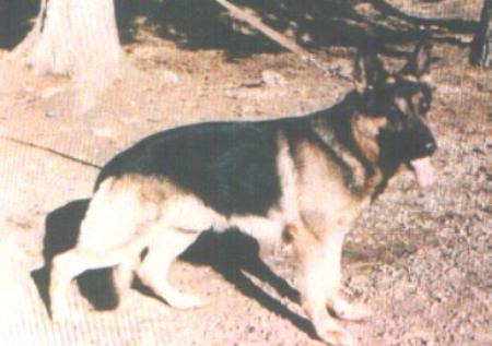 Basso von der Balver Höhle | German Shepherd Dog 