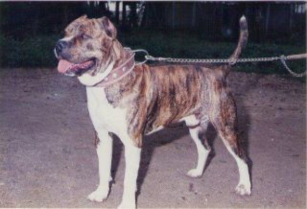 TAYSON DE ATLAS ASIO | Perro de Presa Canario 