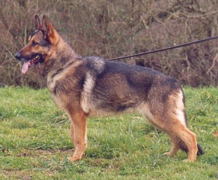 Rika du Cap Davis | German Shepherd Dog 