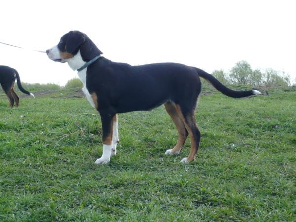 Eberron Gratsiia | Greater Swiss Mountain Dog 