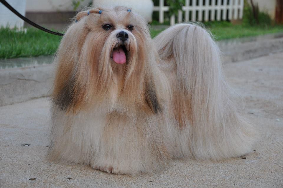 Bohemian Raphsody Caneleone | Lhasa Apso 