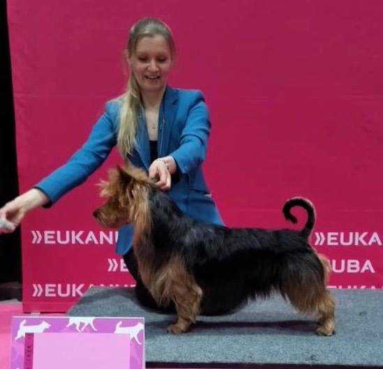 BRISTREGAL FIFTY SIXTY | Australian Terrier 