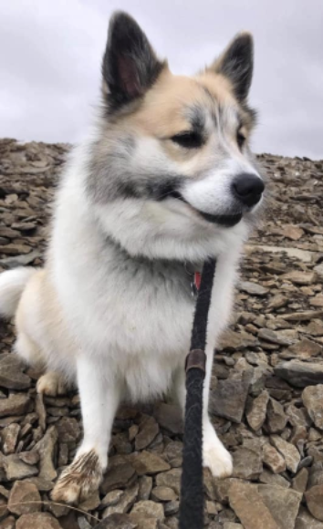 Snætinda Vaskur | Icelandic Sheepdog 