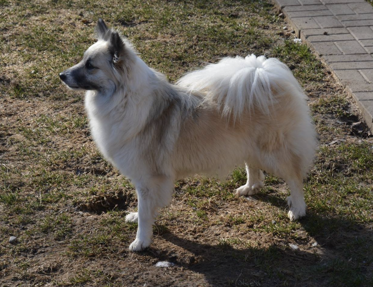 Kersins Ásta | Icelandic Sheepdog 