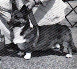 Bealehouse Henery The First | Cardigan Welsh Corgi 