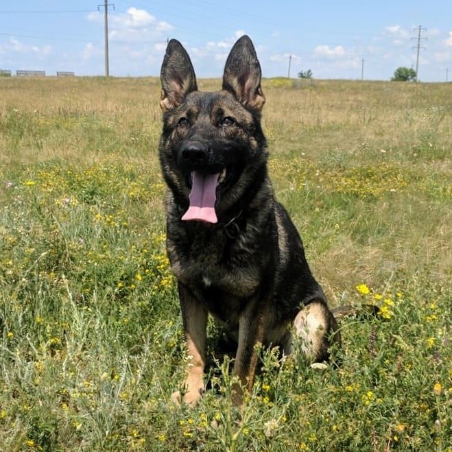 Troya Wolf'sfelzem | German Shepherd Dog 