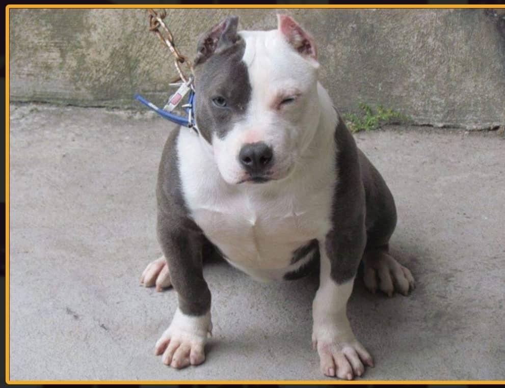 LUCKY FINGERS AHHHWOW | American Pit Bull Terrier 