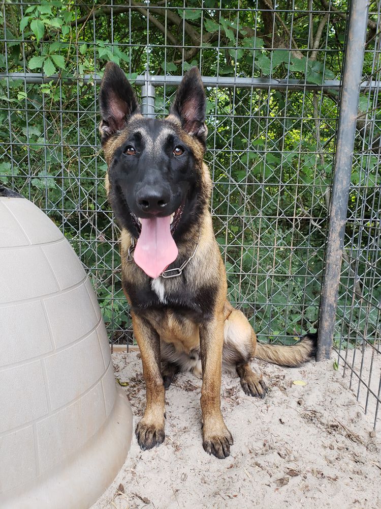 Appleroot's Kane vom Skyfall | Belgian Malinois 