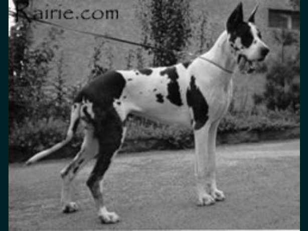 Danka von der Nürburg | Great Dane 