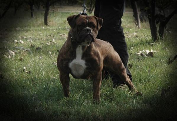 Iron lady of ihbk | Olde English Bulldogge 