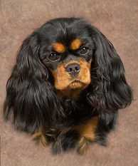 KISS ME KATE DU CHATEAU NOBLESSE | Cavalier King Charles Spaniel 